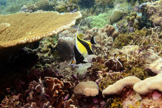 Moorish idol