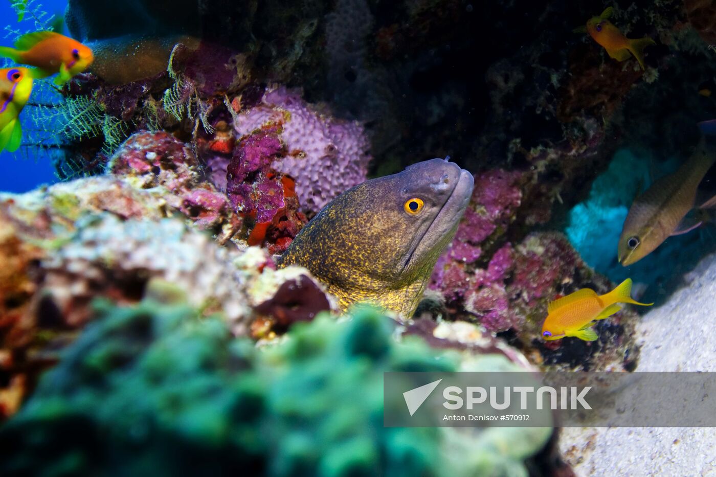 Yellow-edged moray