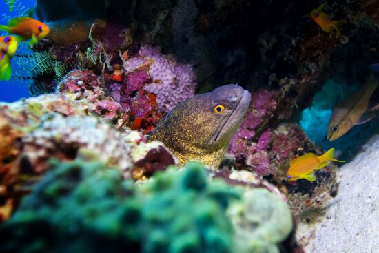Yellow-edged moray