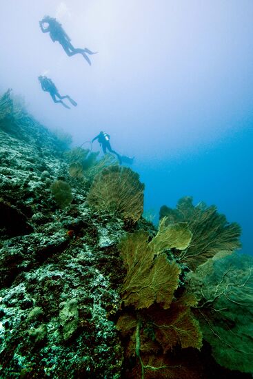 Scuba diving