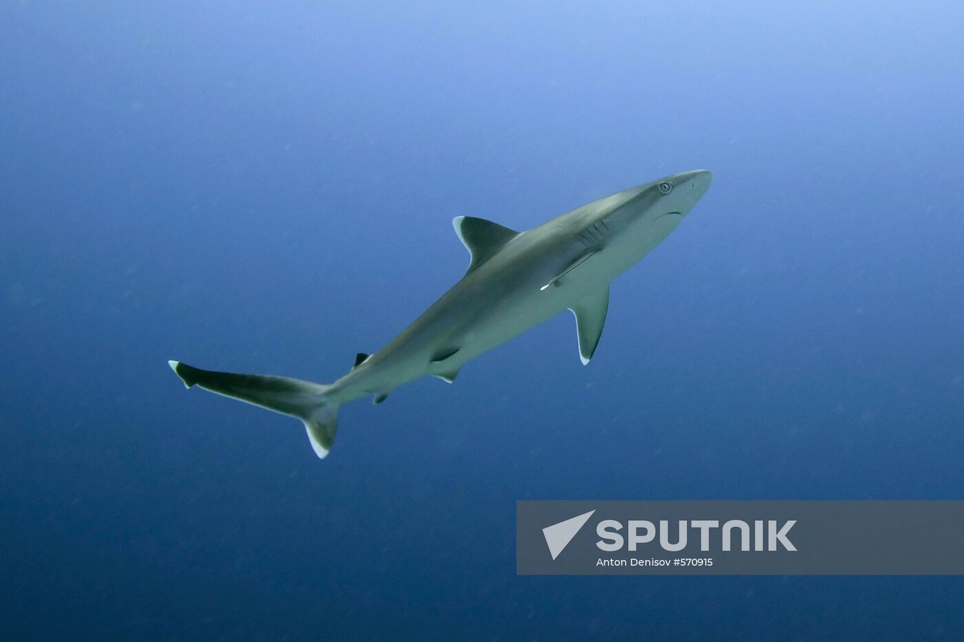Shark