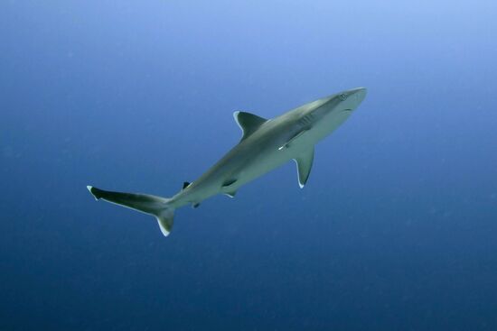 Shark