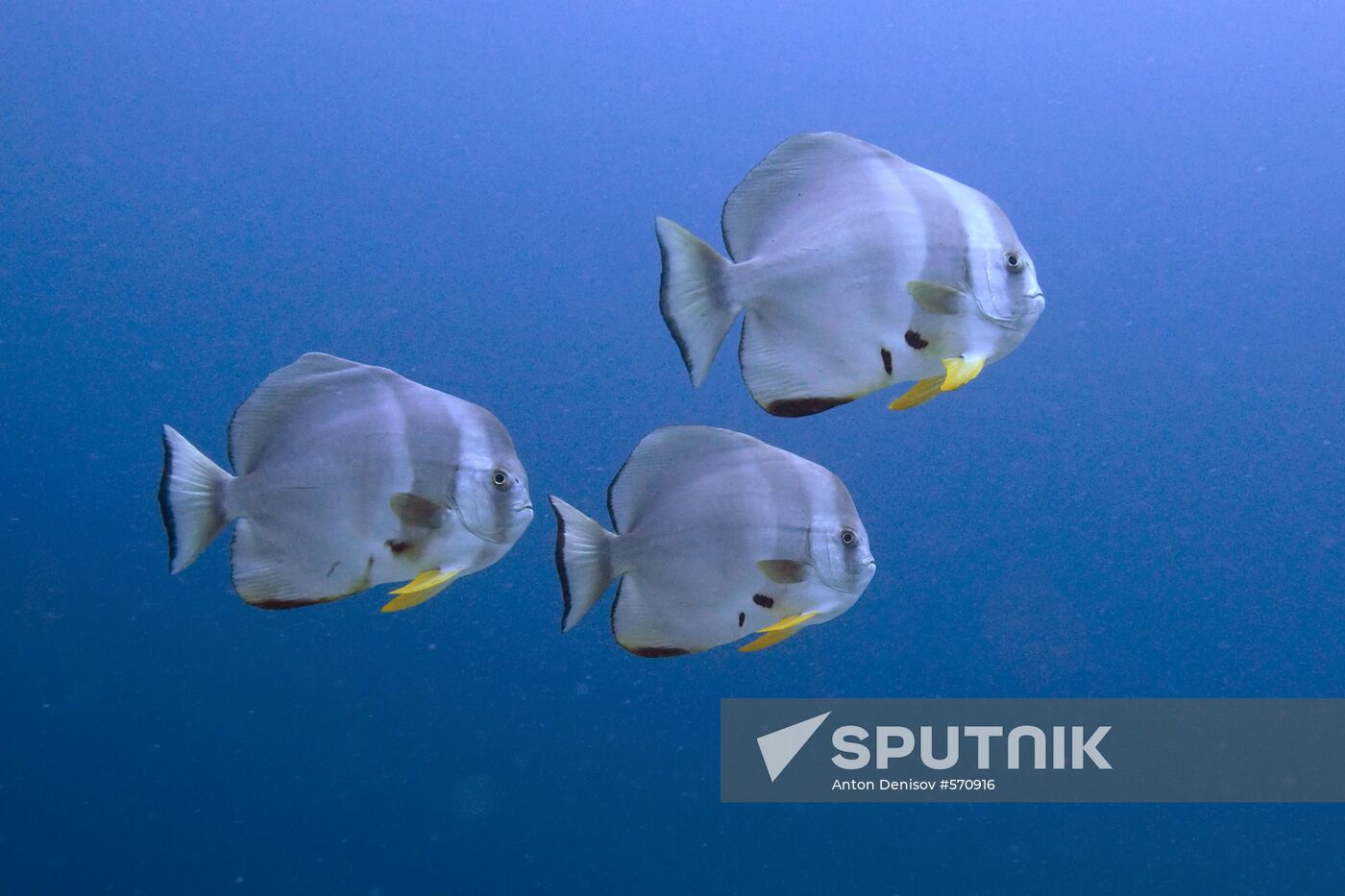 Orbicular batfish