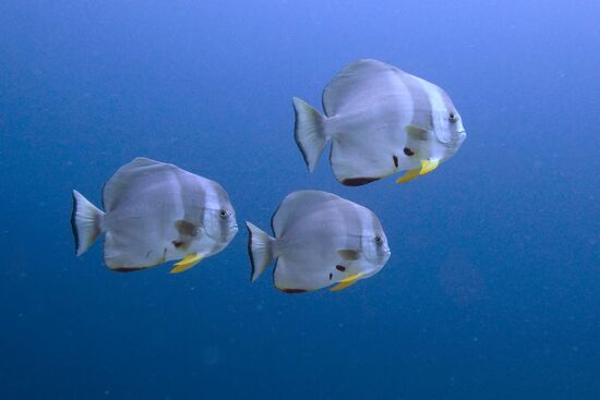 Orbicular batfish