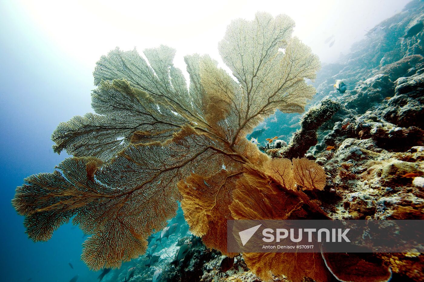 Gorgonaria