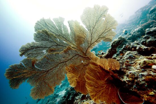 Gorgonaria