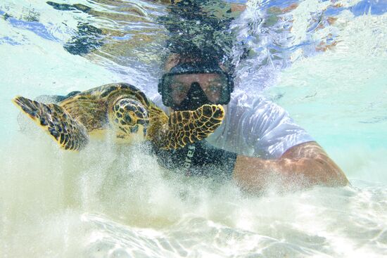Green turtle
