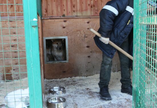 Cleaning dog cages