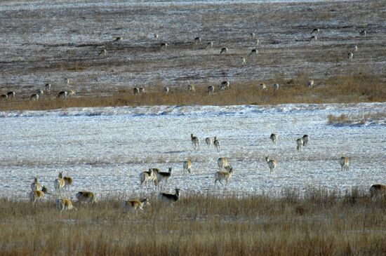 Mongolian gazelles (Zerens) migrate to Trans-Baikal Territory