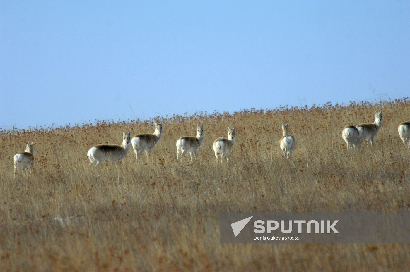 Mongolian gazelles (Zerens) migrate to Trans-Baikal Territory