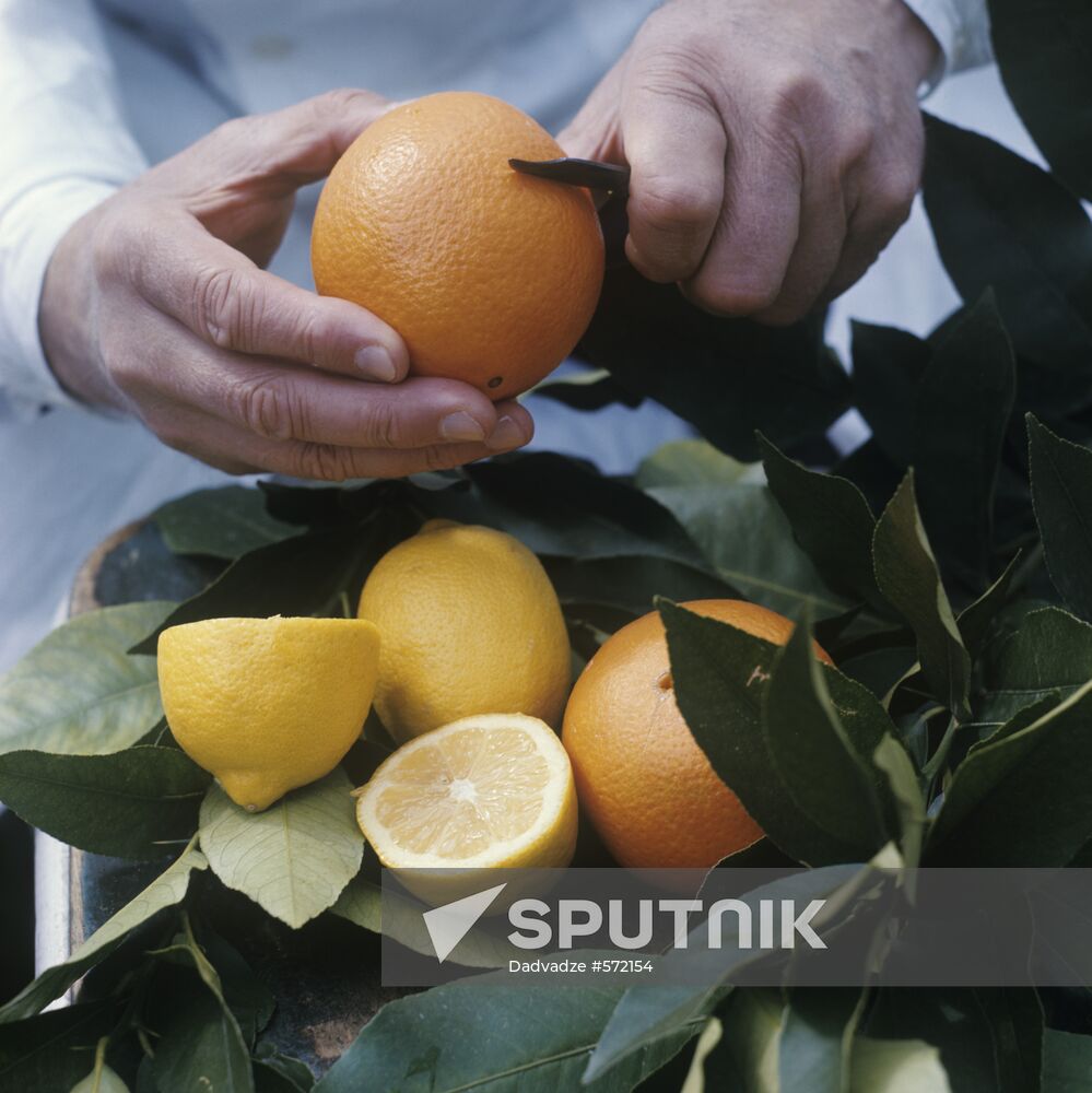 Hybrid citrus fruit
