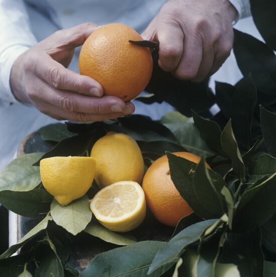 Hybrid citrus fruit