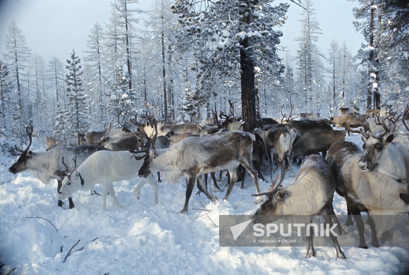 Reindeers