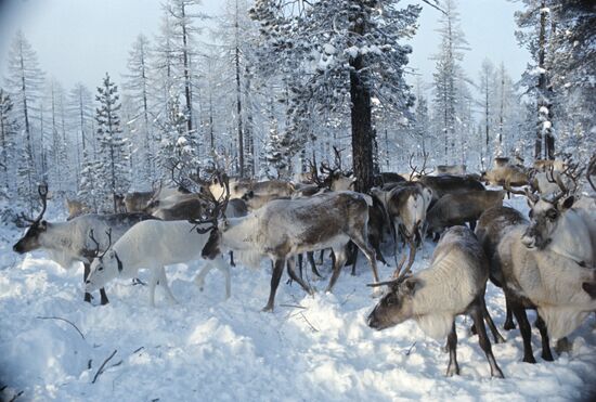 Reindeers