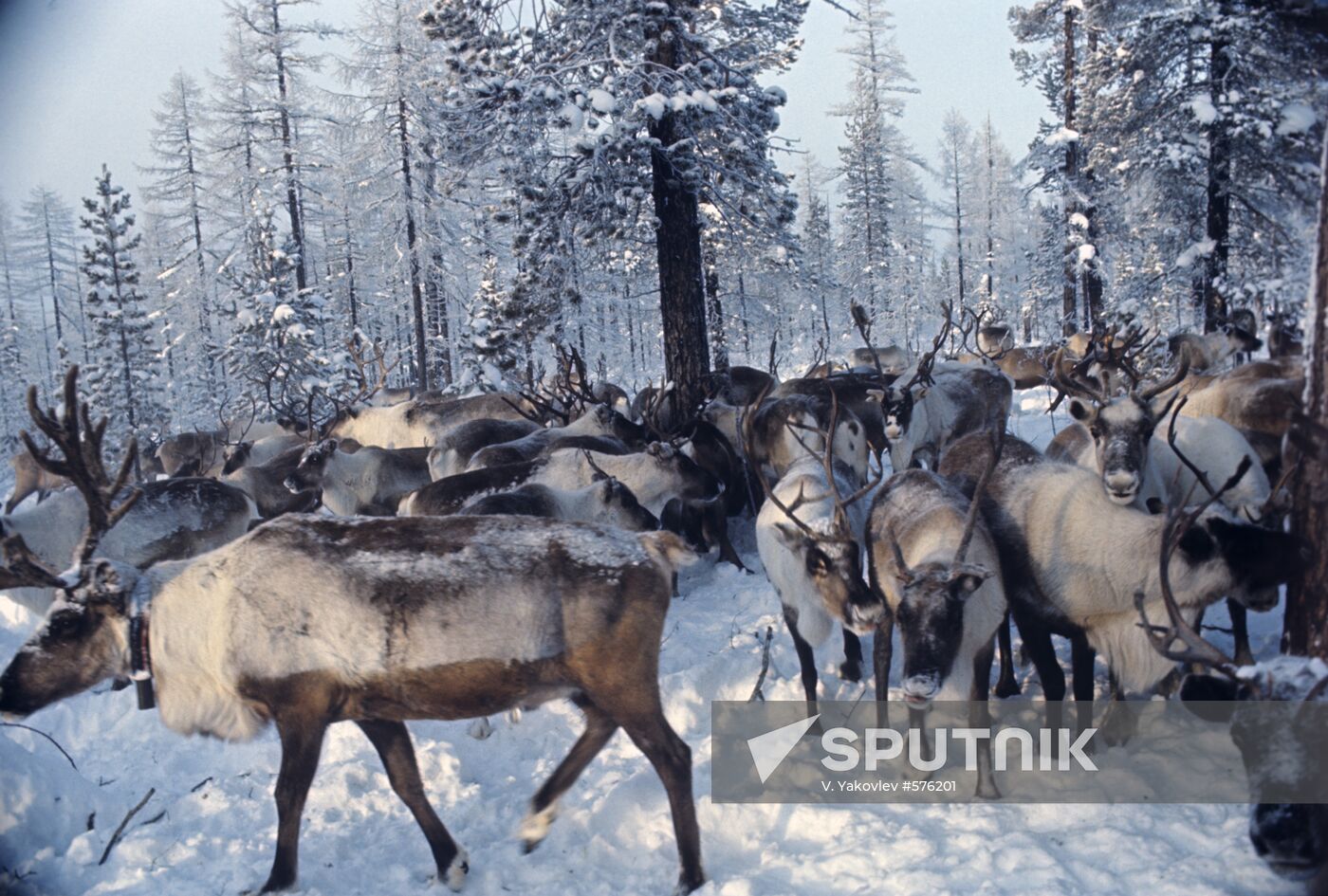 Reindeers