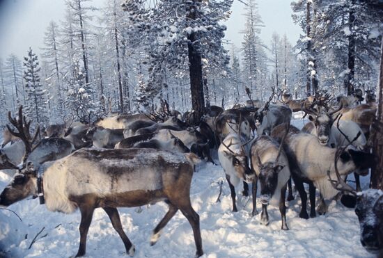 Reindeers