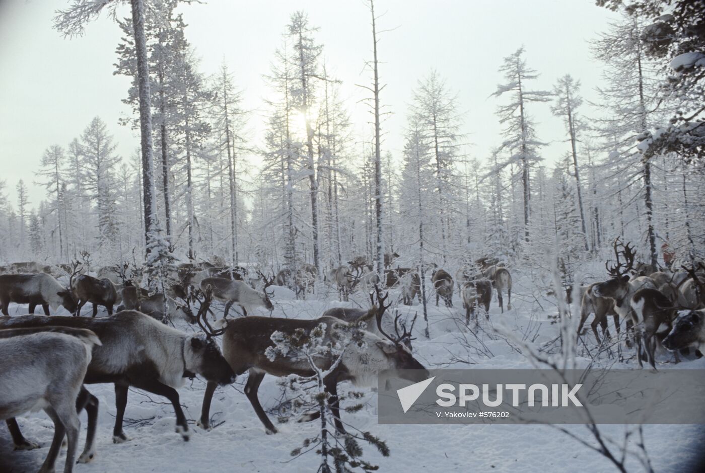 Reindeers