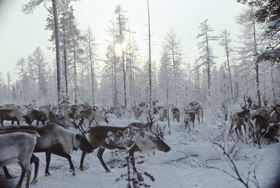 Reindeers