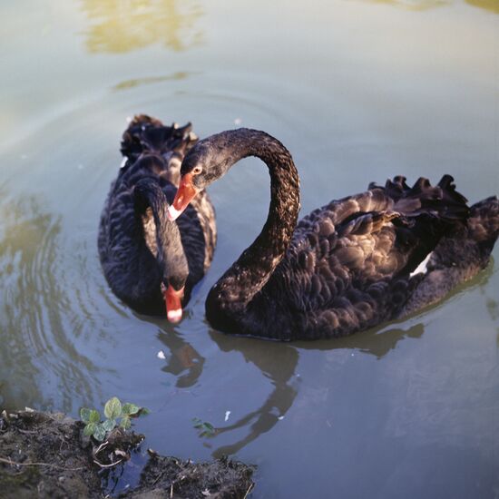 Swan
