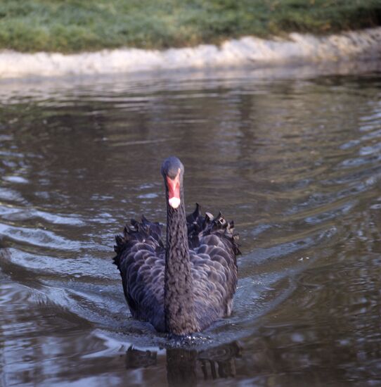 Black swan
