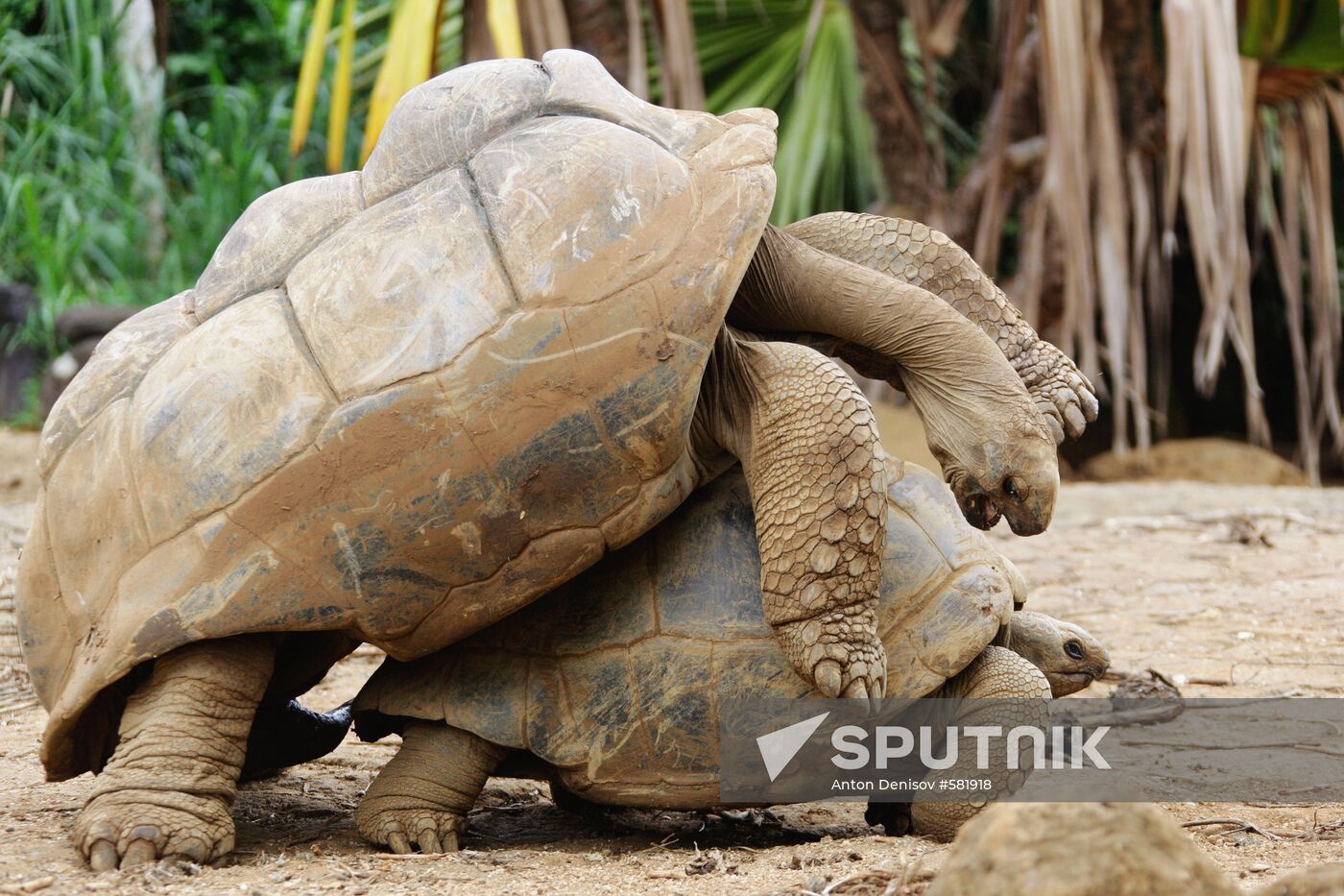 Giant tortoises