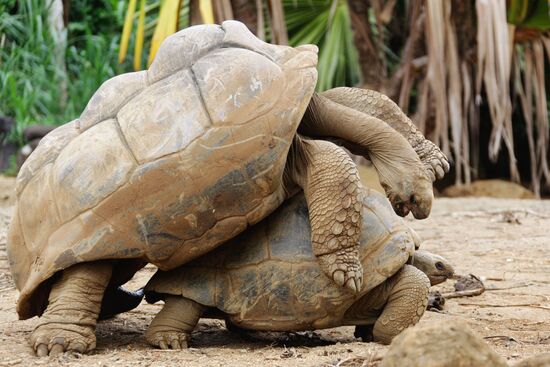 Giant tortoises