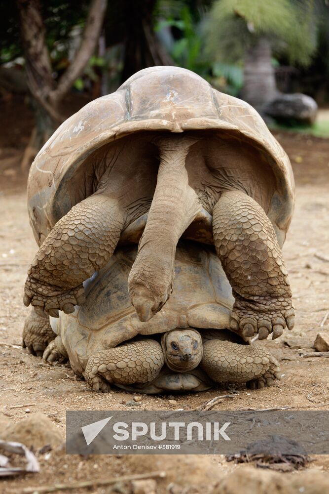 Giant tortoises
