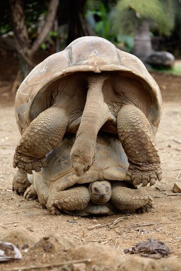 Giant tortoises