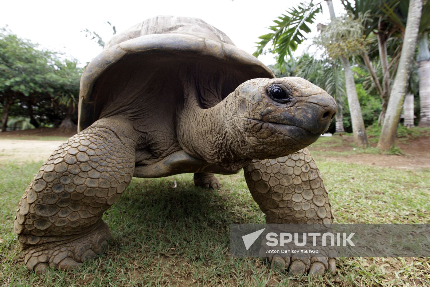 Giant tortoises