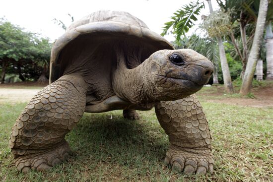 Giant tortoises