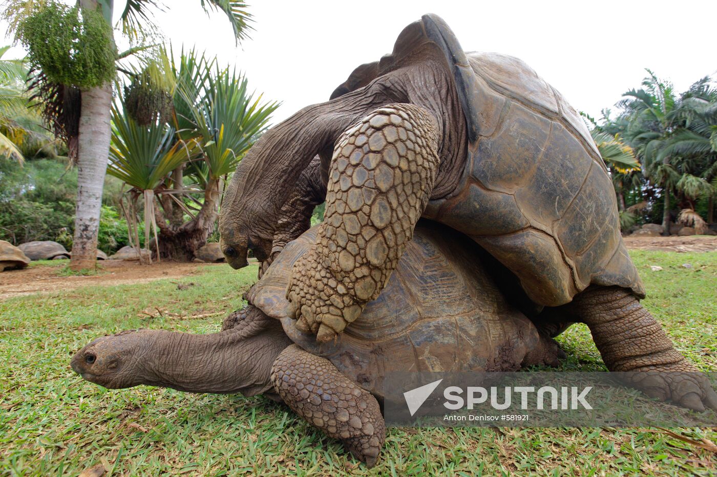 Giant tortoises