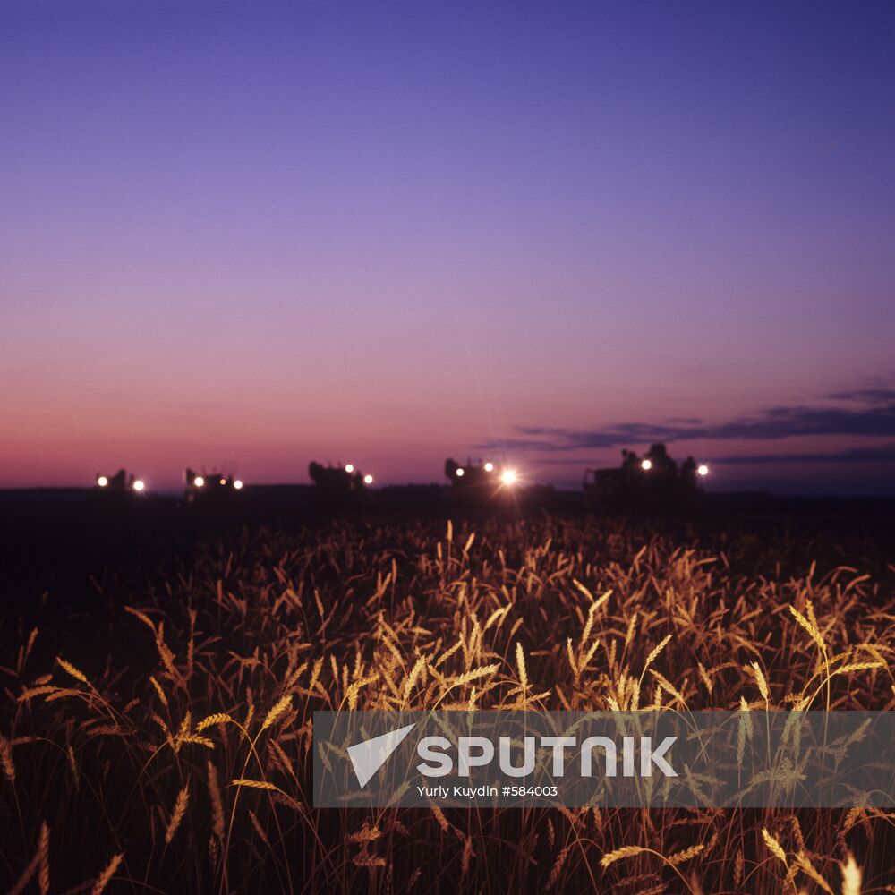 Harvesting wheat at night