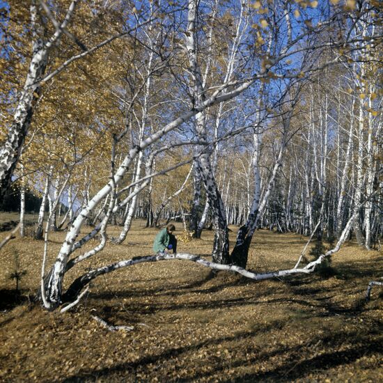 Fall landscape