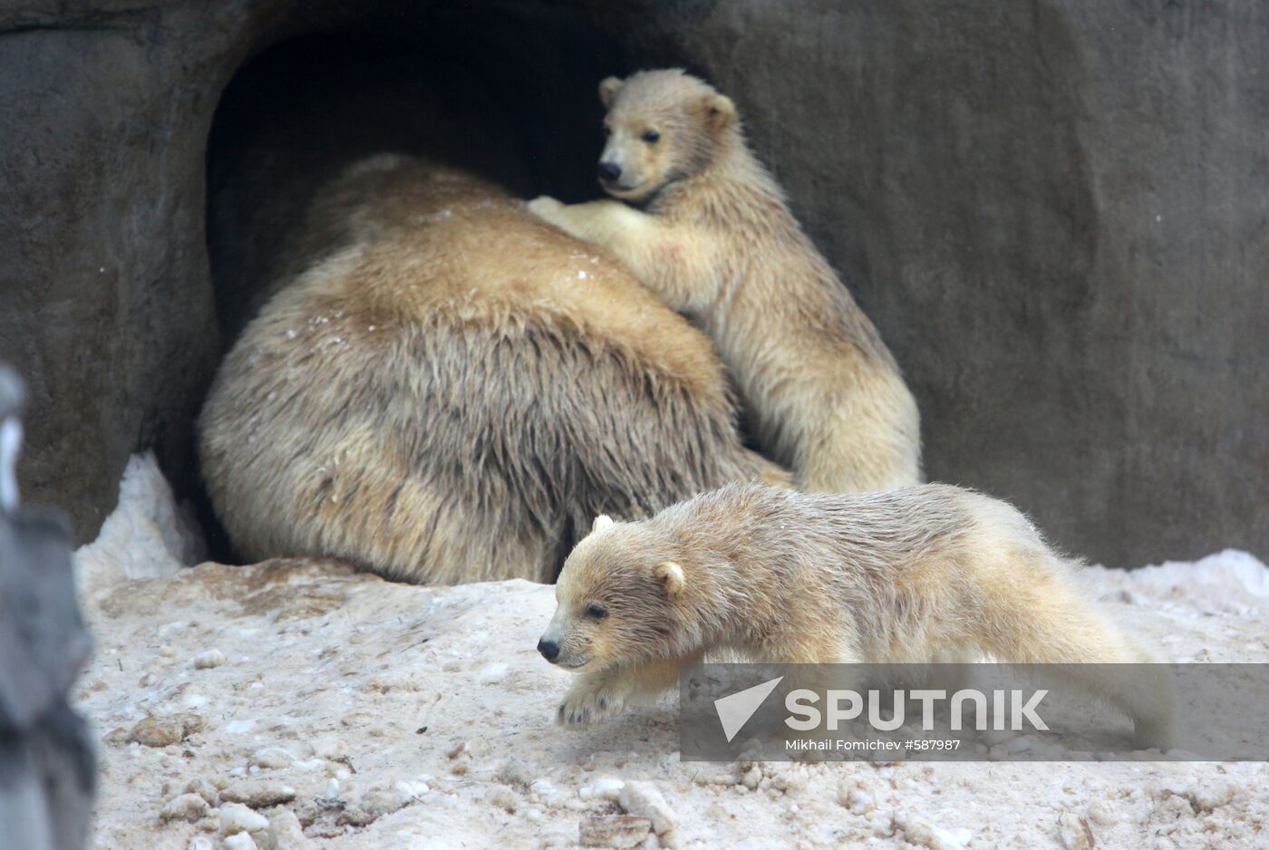 Polar bear cubs at Moscow Zoo