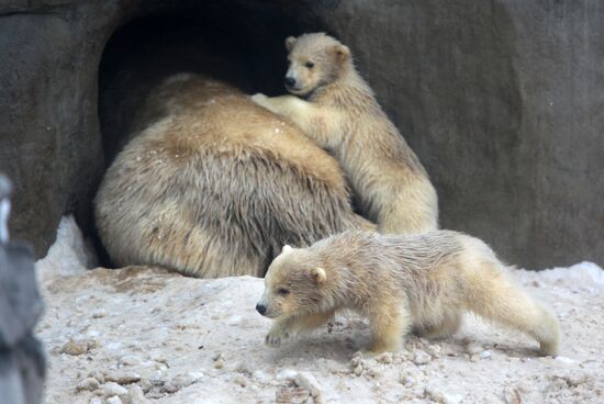Polar bear cubs at Moscow Zoo