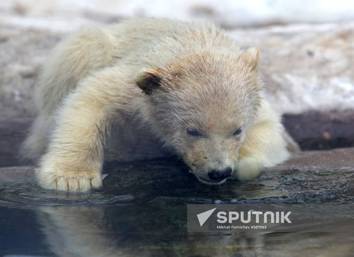 Polar bear cubs at Moscow Zoo