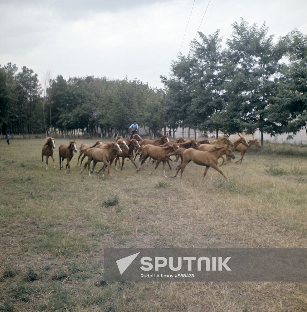 Karabakh horses