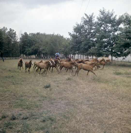 Karabakh horses