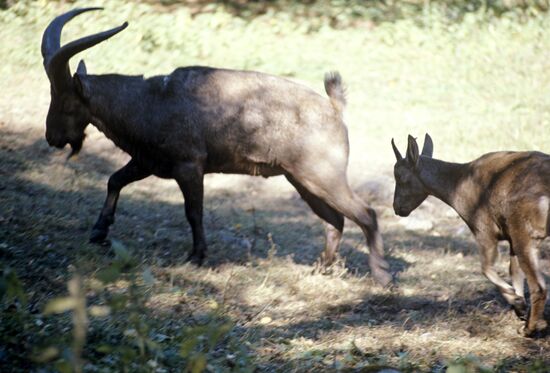 Caucasian goats
