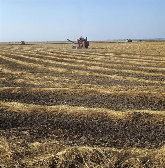 Krasnoarmeysky state farm in Krasnodar Territory
