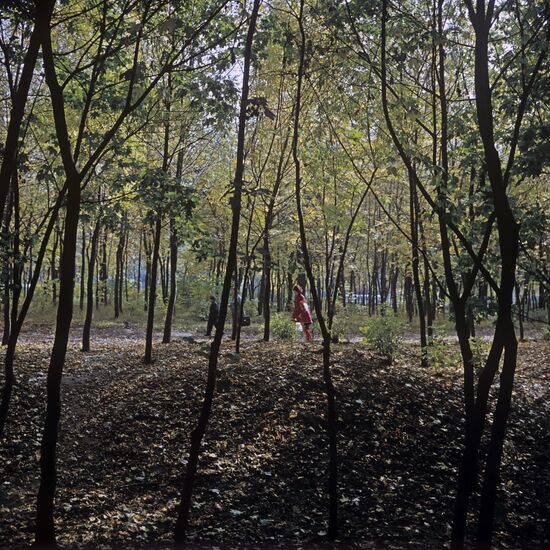 Forest Near Moscow