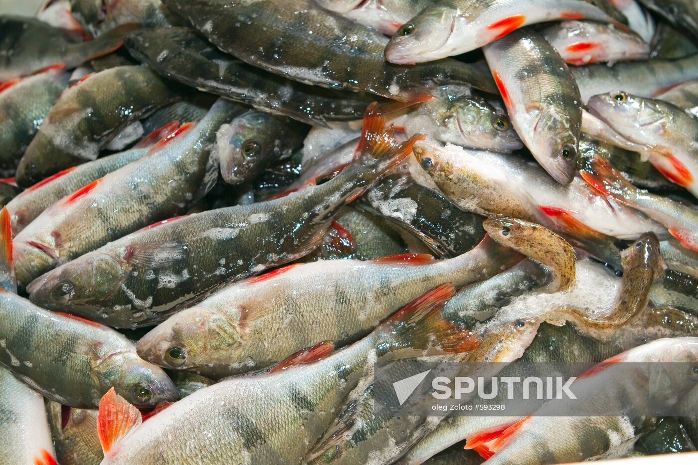 Perch