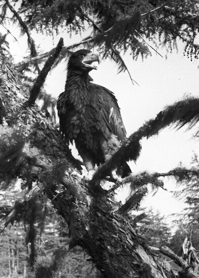 Eagle
