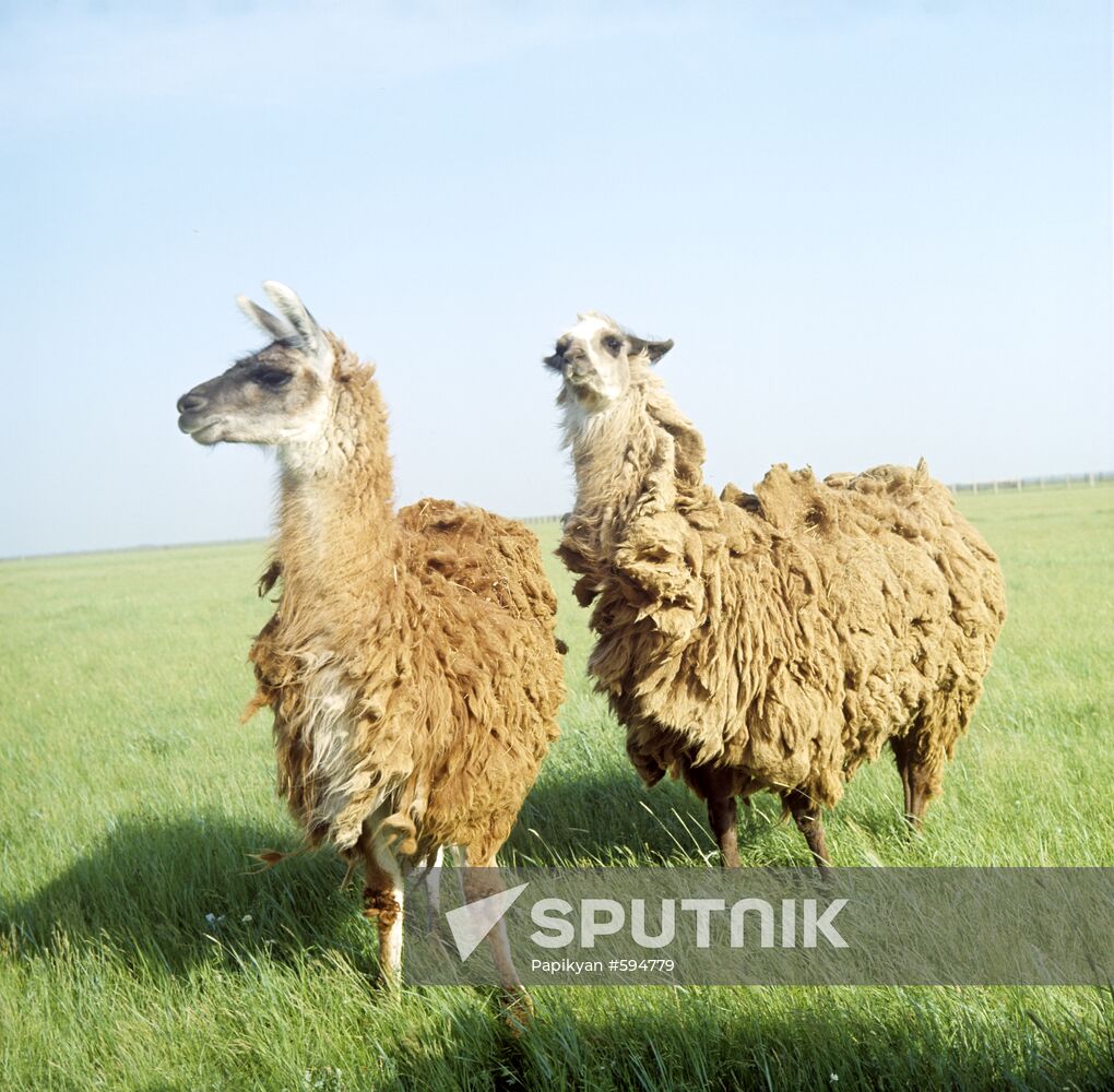 Llamas