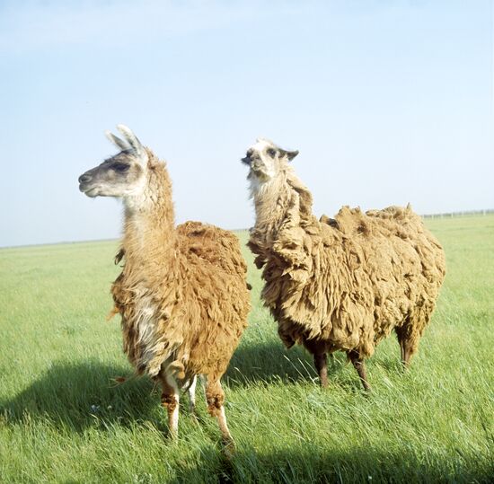 Llamas