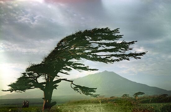 Tree