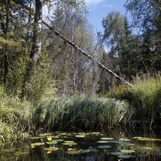Central Forest Reserve