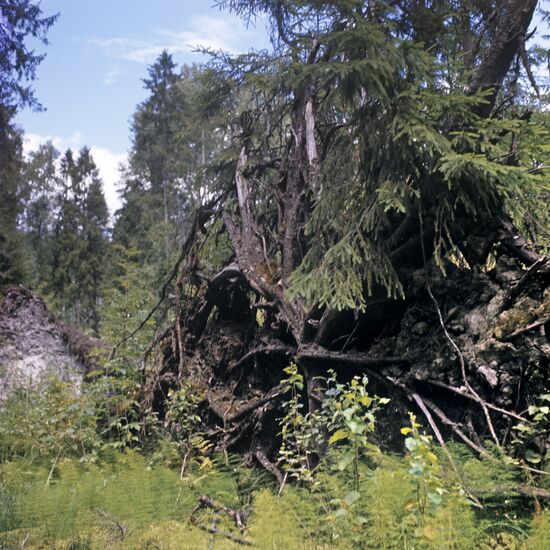 Central Forest Reserve