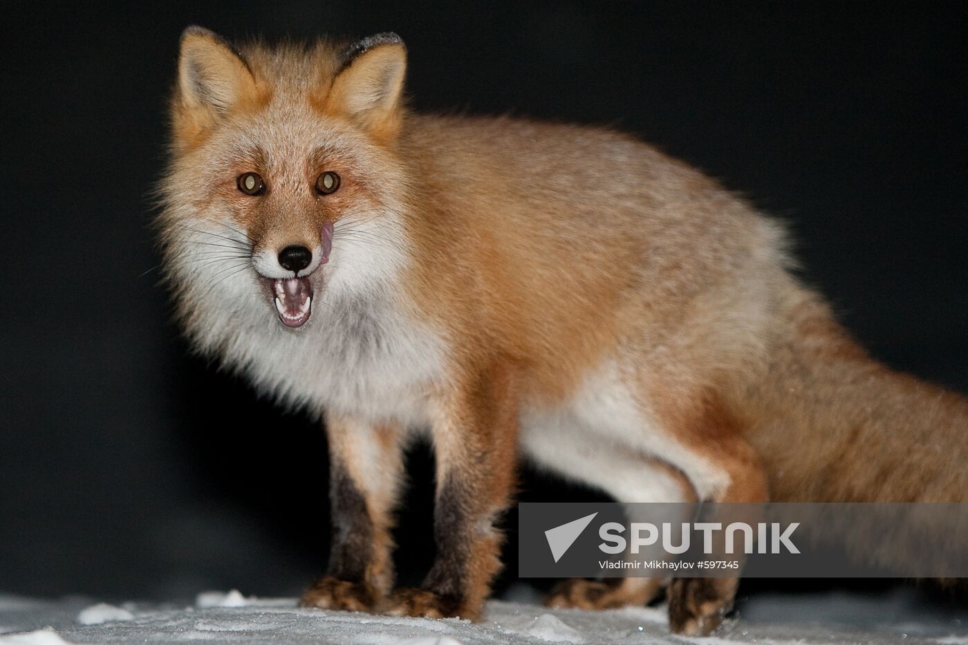Vixen