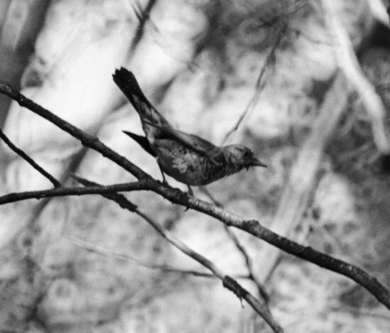 ROBIN FOREST MOSCOW SUBURBS